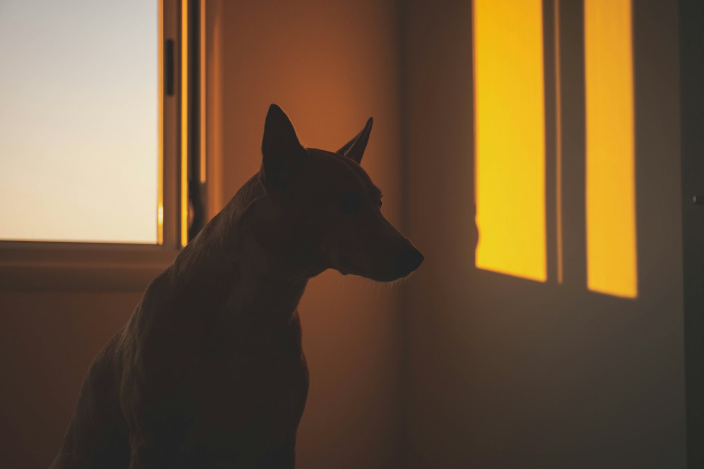 Un cane guarda verso una finestra illuminata dal sole.